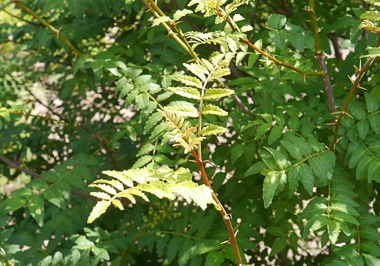 山椒の葉ではなく木の芽と言う 和食の世界 ボッケニャンドリの思ったこと