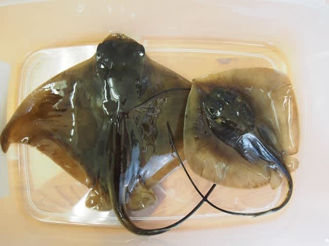 エイ 漬けあがりました いぞらど Isolado 魚骨日誌