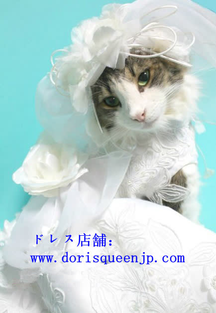 猫にもウエデイングドレスを着せて あなたと一緒にね Dorisqueen佳のパーテイードレス通販