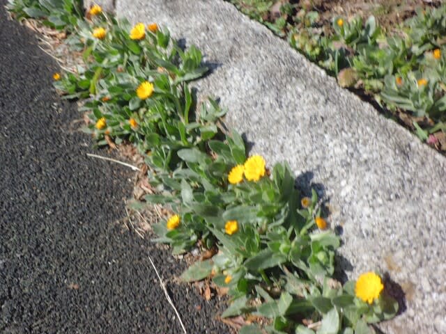 フユシラズ 冬知らず 21 花熟里 けじゅくり の静かな日々