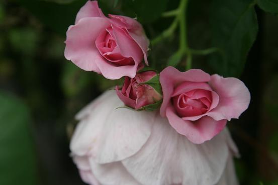 ライラックローズ 薔薇と草花の日記