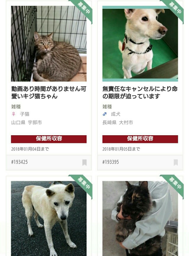 ペットのおうちから保健所収容犬猫情報 癒しの雫