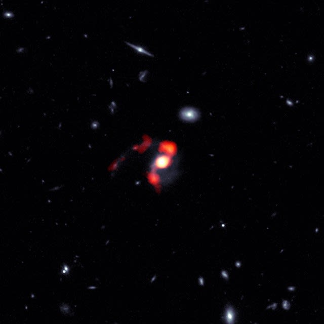 “うしかい座”の方向約70億光年の彼方に位置する大質量銀河“SDSS J1448+1010”。ハッブル宇宙望遠鏡観測データ（青と白）と、アマル望遠鏡観測データ（赤とオレンジ）を合成している。（Credit: ALMA (ESO/NAOJ/NRAO), J. Spilker et al. (Texas A&M), S. Dagnello (NRAO/AUI/NSF)）