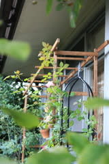 自作の窓回用トレリスのデビュー 小さな庭の小さな幸せ チャッピーのバラ庭より