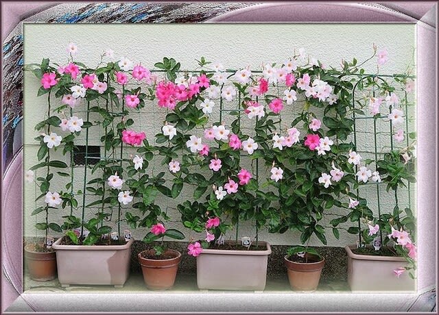 咲き続けるサンパラソルなど Reikoのお花の絵 ２