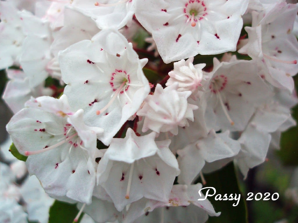 カルミアの花が咲いています Passy With ひな Coco カルミアの花が咲いています Passy With ひな Coco