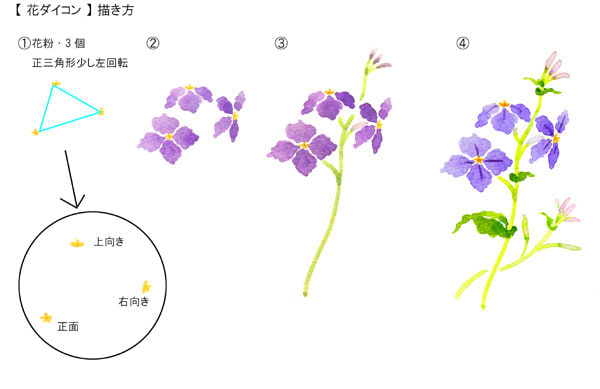 花ダイコン 描き方 おさんぽスケッチ にじいろアトリエ 水彩 色鉛筆イラスト スケッチ