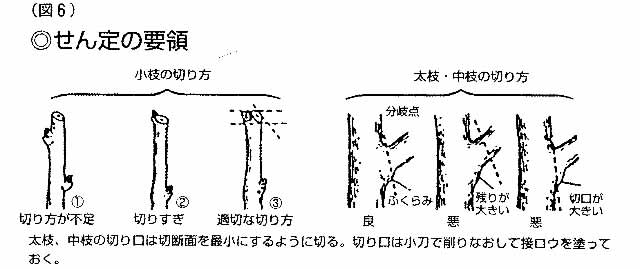 08 02 05 せん定の研究 こんなのできた