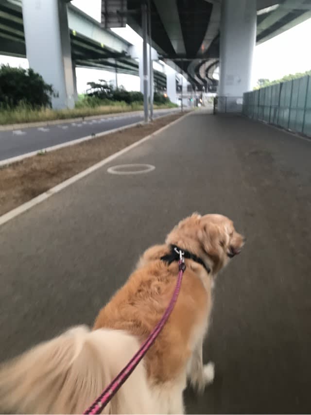 雨の日のお散歩 日常のあれこれをそこはなとなく
