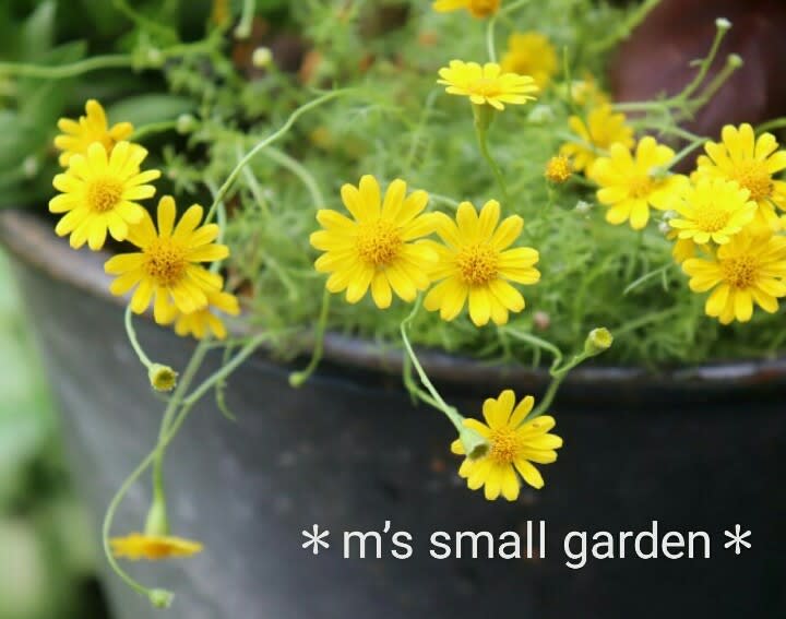 小さな花とカラフルな葉の寄せ植え M S Small Garden Milky Mamaの小さな庭