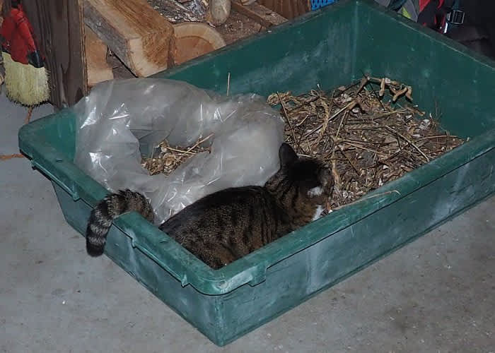 猫は綺麗好きなのかそうでないのか分からない ボッケニャンドリの思ったこと