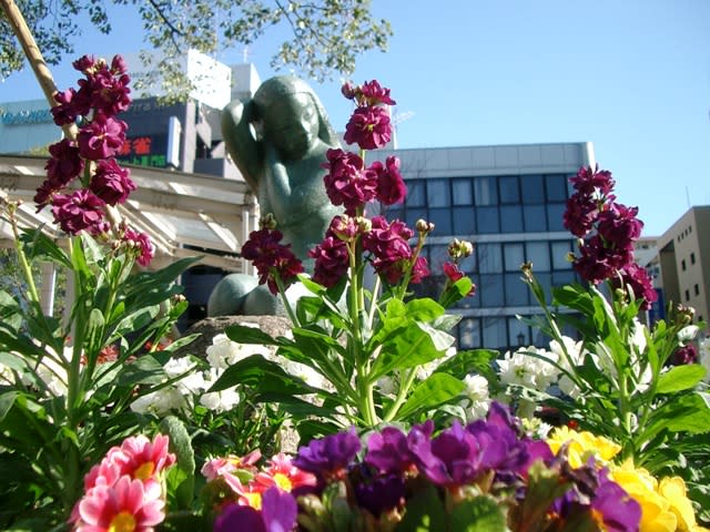 プリムラの寄せ植え 駅前の花壇 週末は イングリッシュガーデン で ブログ版