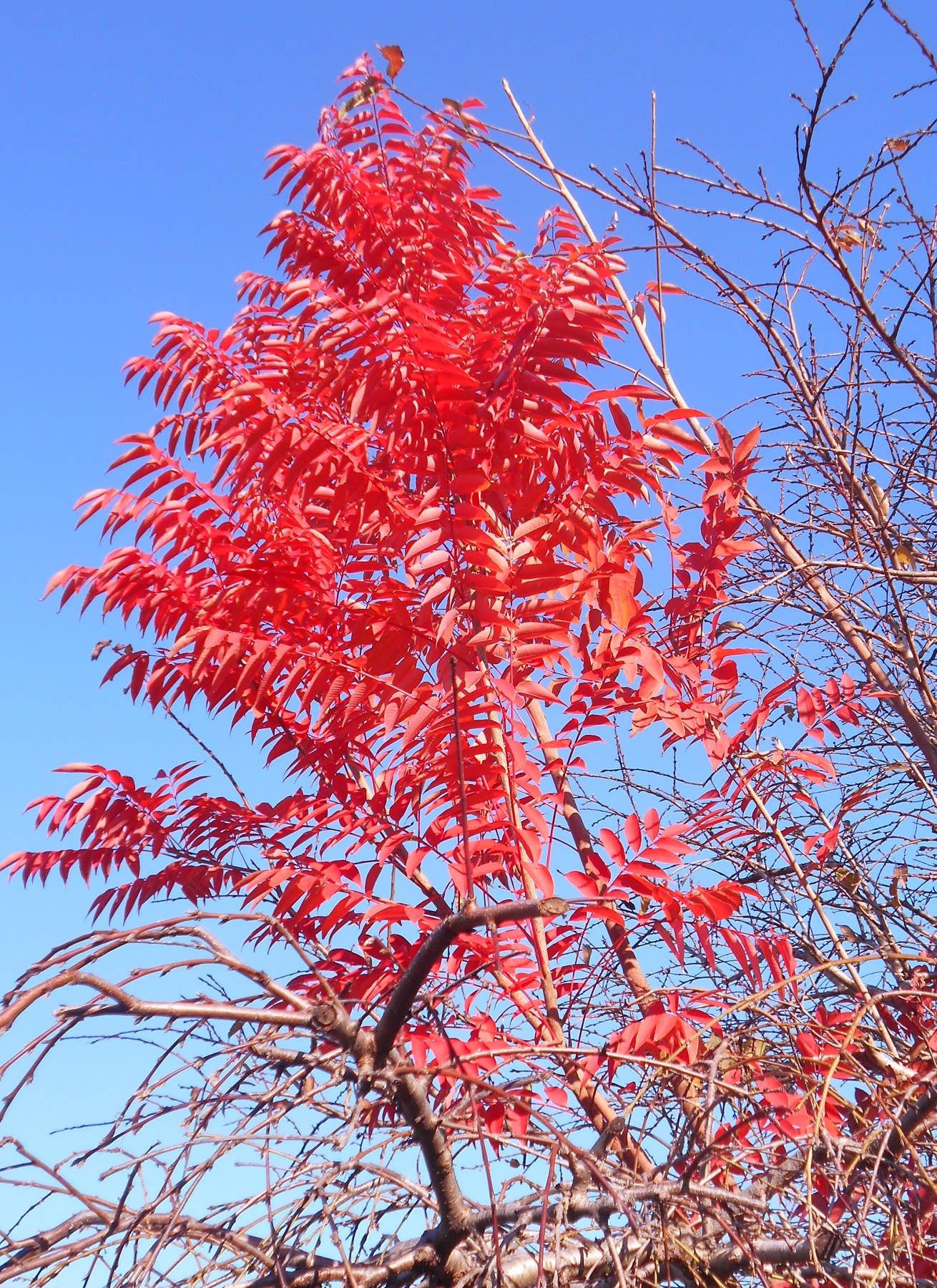 櫨の紅葉とサザンカ 花物 風景