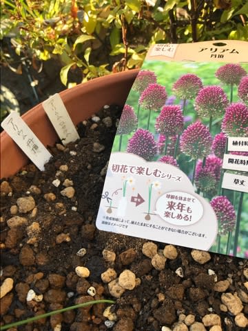 ロゼウムの球根がめっちゃ分球してて、果たして花がつくのかちょっと心配 てか肥料やれよ! ロゼウムの球根がめっちゃ分球してて、果たして花がつくのかちょっと心配 てか肥料やれよ!