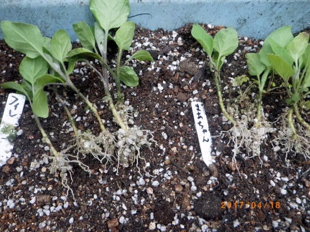 根が出てきた茄子の脇芽の挿し木苗 畑 野菜の記録