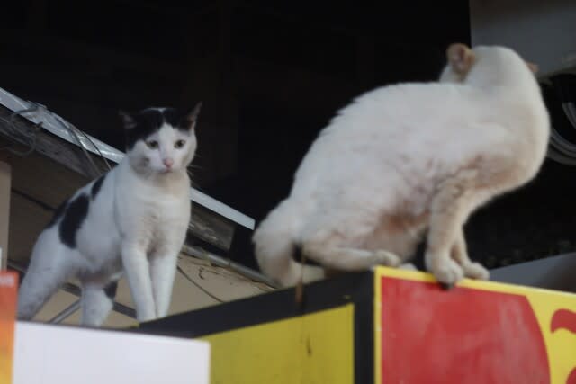 美味いもの食って幸せになる 猫の世界もシビアね Love Desire 美味いもの食って幸せになる 猫の世界もシビアね Love Desire