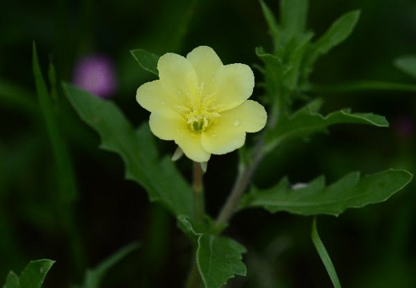 夜咲く花のオオバナコマツヨイグサ アカバナ科 ゆめこが虫を撮る