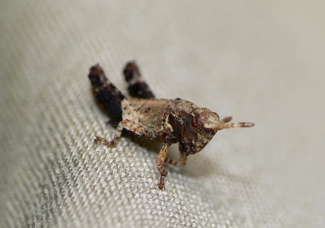 小さいバッタ つー虫のブログ