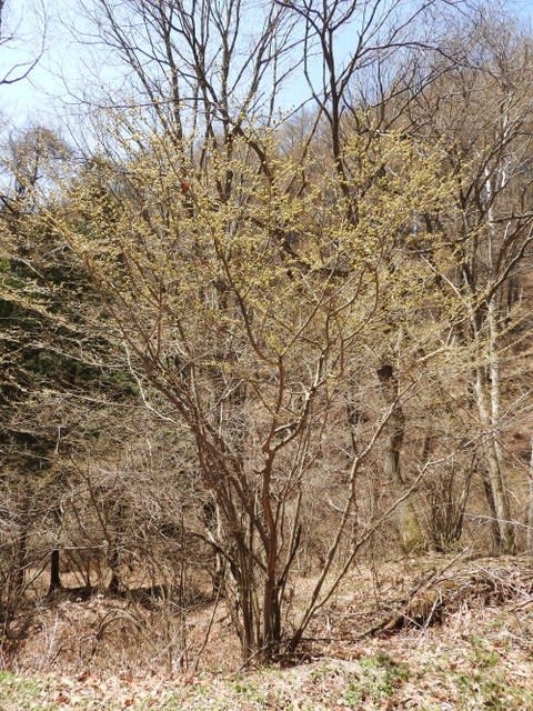 高ボッチ高原・鉢伏山で最近咲いている花　アブラチャン（油瀝青）