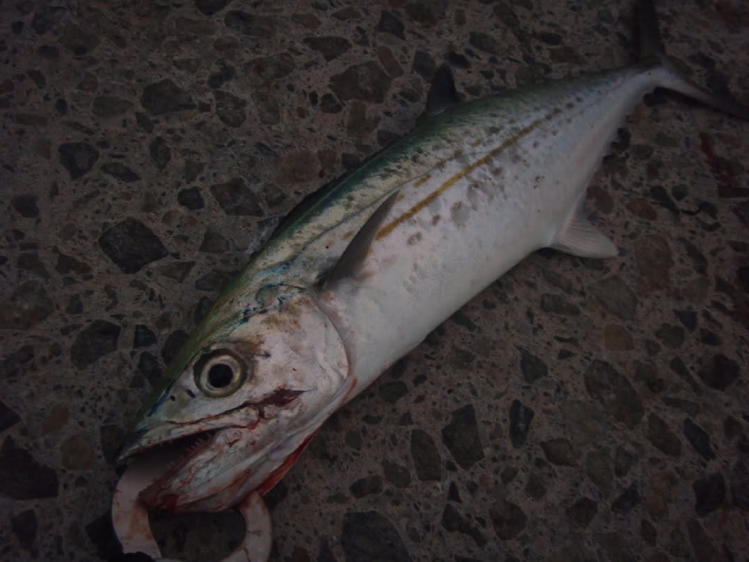 アメリカで釣った魚 カリブ編 ジギング ブルース