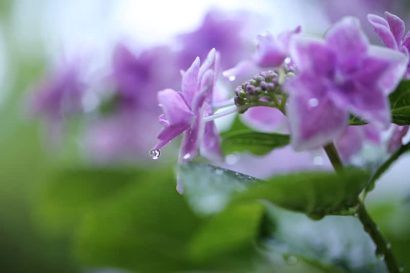 我が家の6月の花の最終回 15 まとまった雨 アジサイのしずく 金沢から発信のブログ 風景と花と鳥など