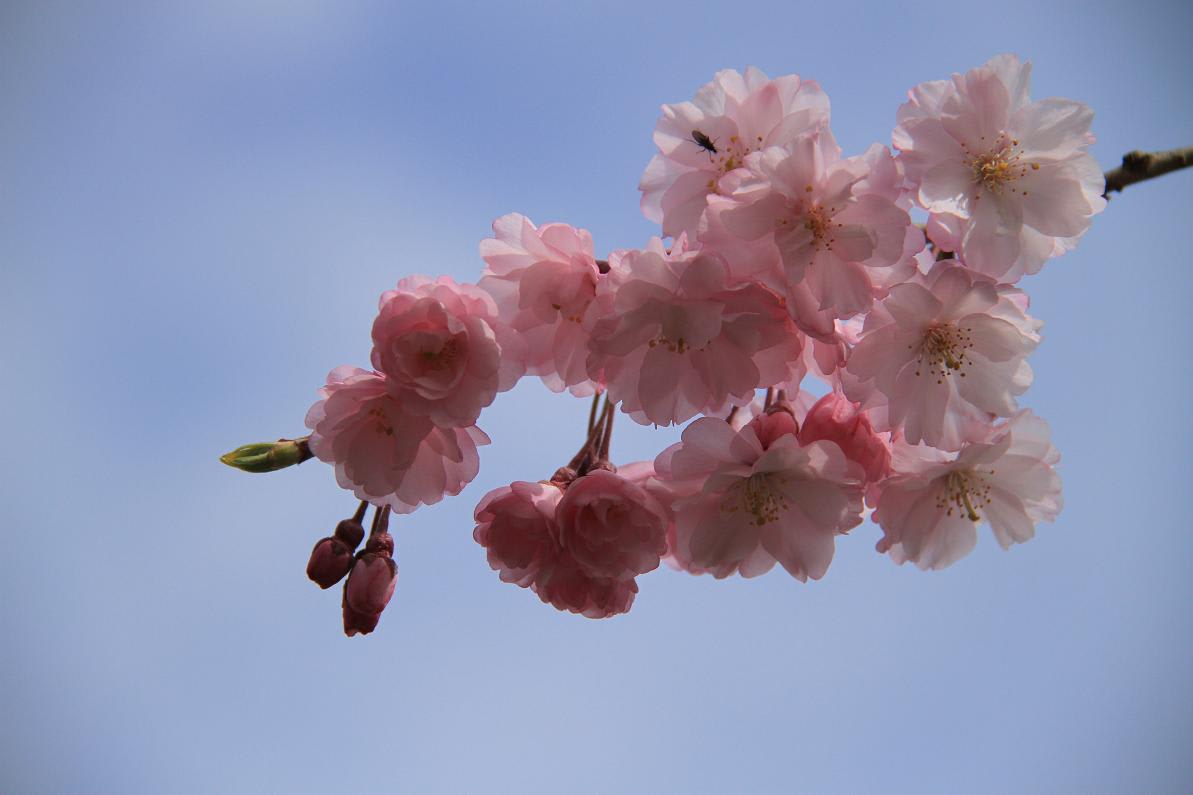 しだれ桜のシャワーの画像