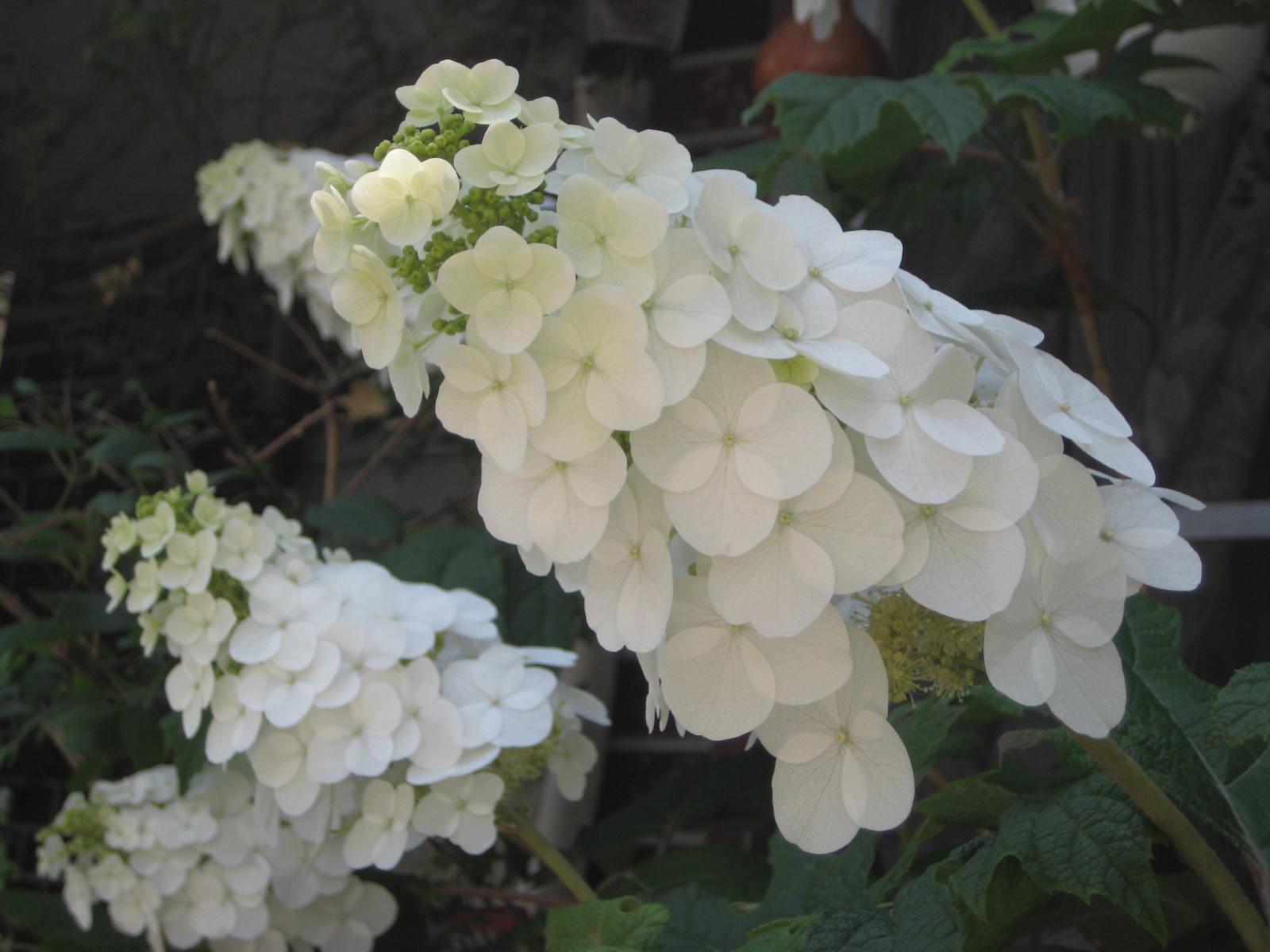 カシワバアジサイ 柏葉紫陽花 花熟里 けじゅくり の静かな日々