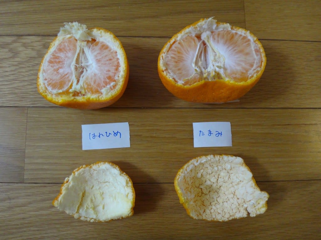 柑橘はれひめとたまみ