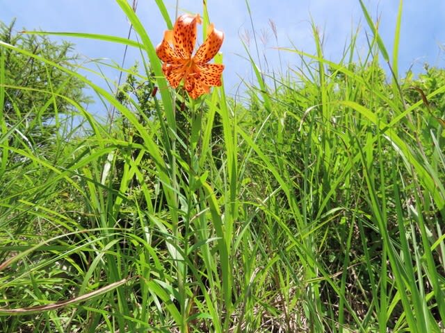 高ボッチ高原・鉢伏山で最近咲いている花　コオニユリ（小鬼百合）