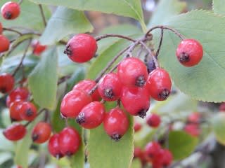 カマツカ 鎌柄 ガマズミ 寄せ植えハンギング 植物大好き 出会い ときめき 癒し