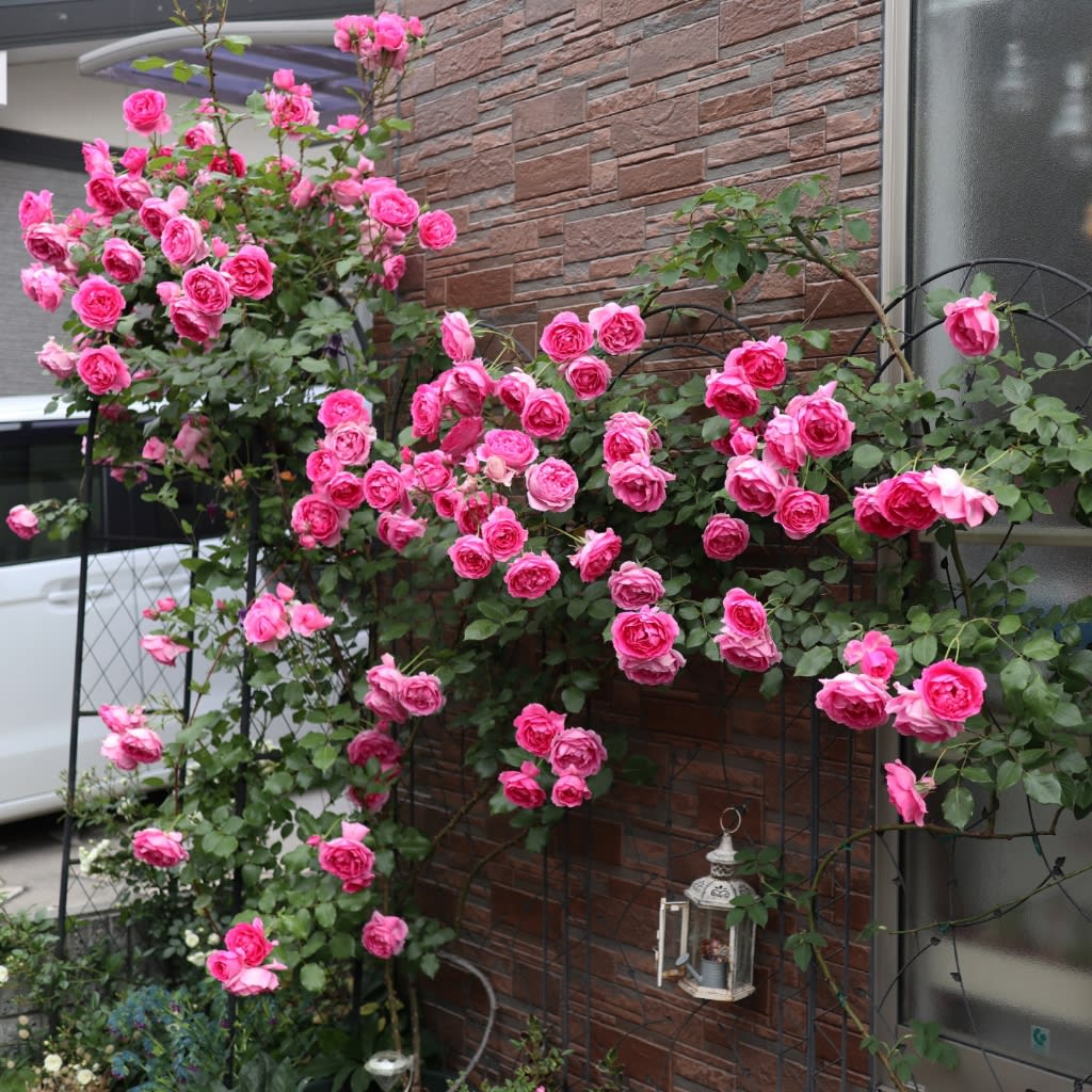 つるバラパレードの夏剪定 お庭がなくても薔薇に囲まれて暮らしたい
