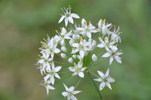 ニラの花