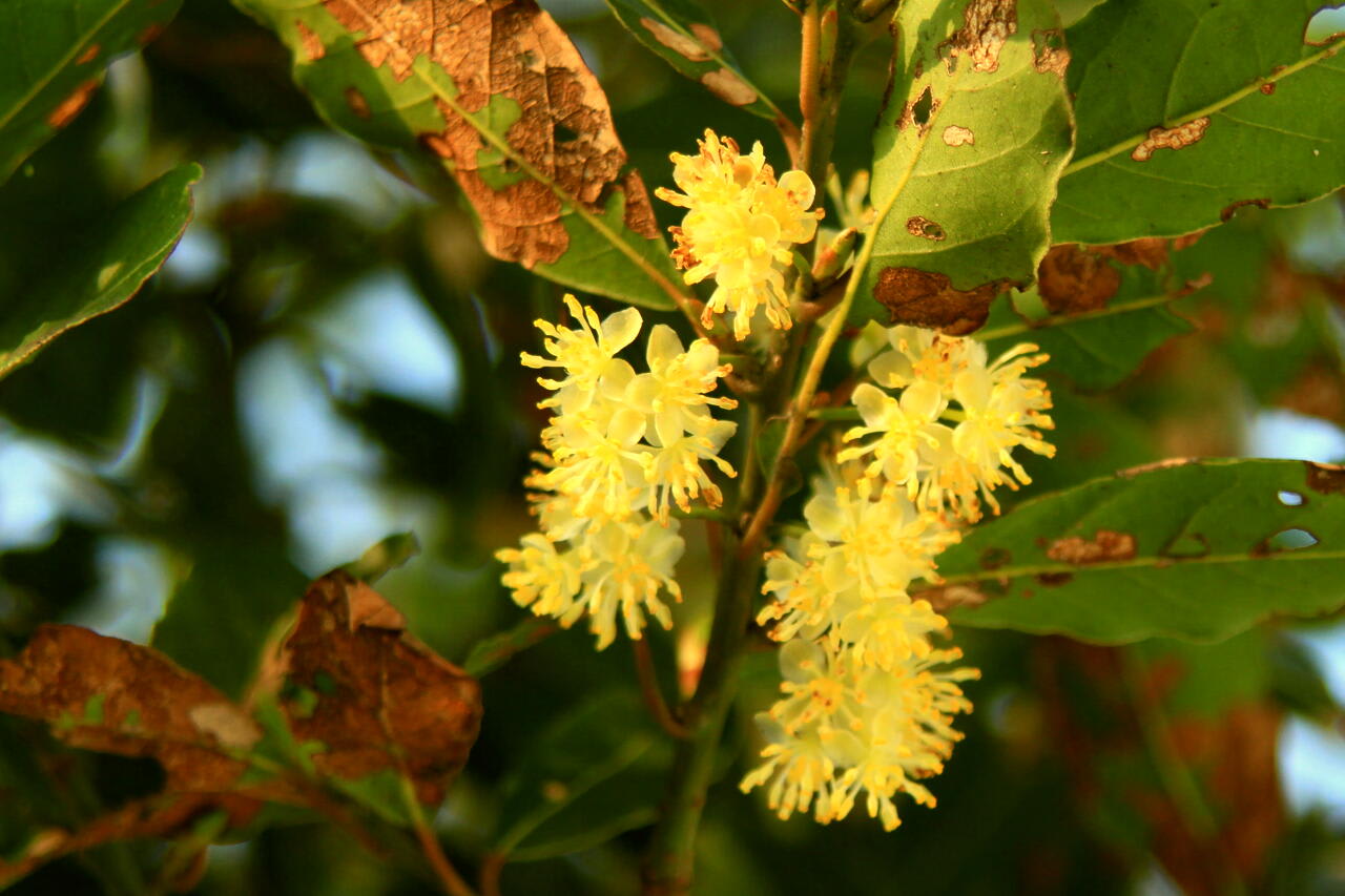 月桂樹の花の画像