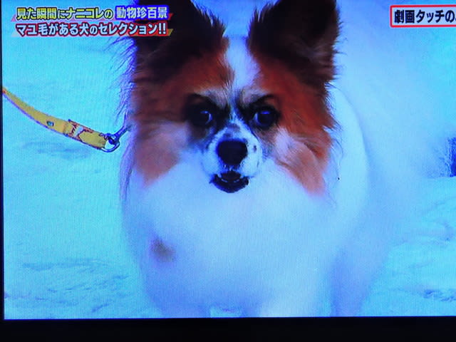 4 8 なにこれ珍 犬のまゆげ Ab ｃｕｏｒｅ