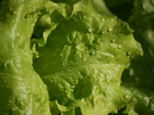 葉物野菜の水滴 mt77のblog 葉物野菜の水滴 mt77のblog