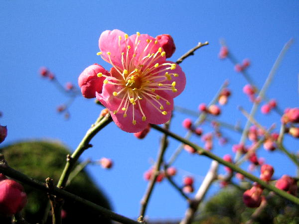 庭の紅梅