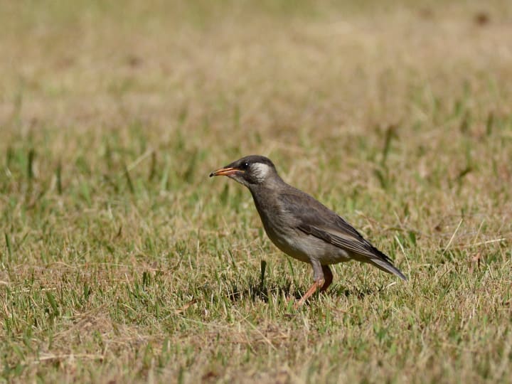 ムクドリ 幼鳥 巣立ちの季節 新潟の野鳥 フィールドノート