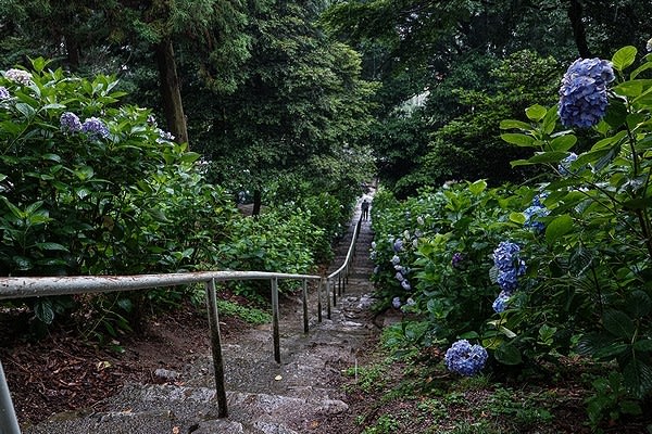 吉備津神社 紫陽花 万華鏡 吉備津神社 紫陽花 万華鏡
