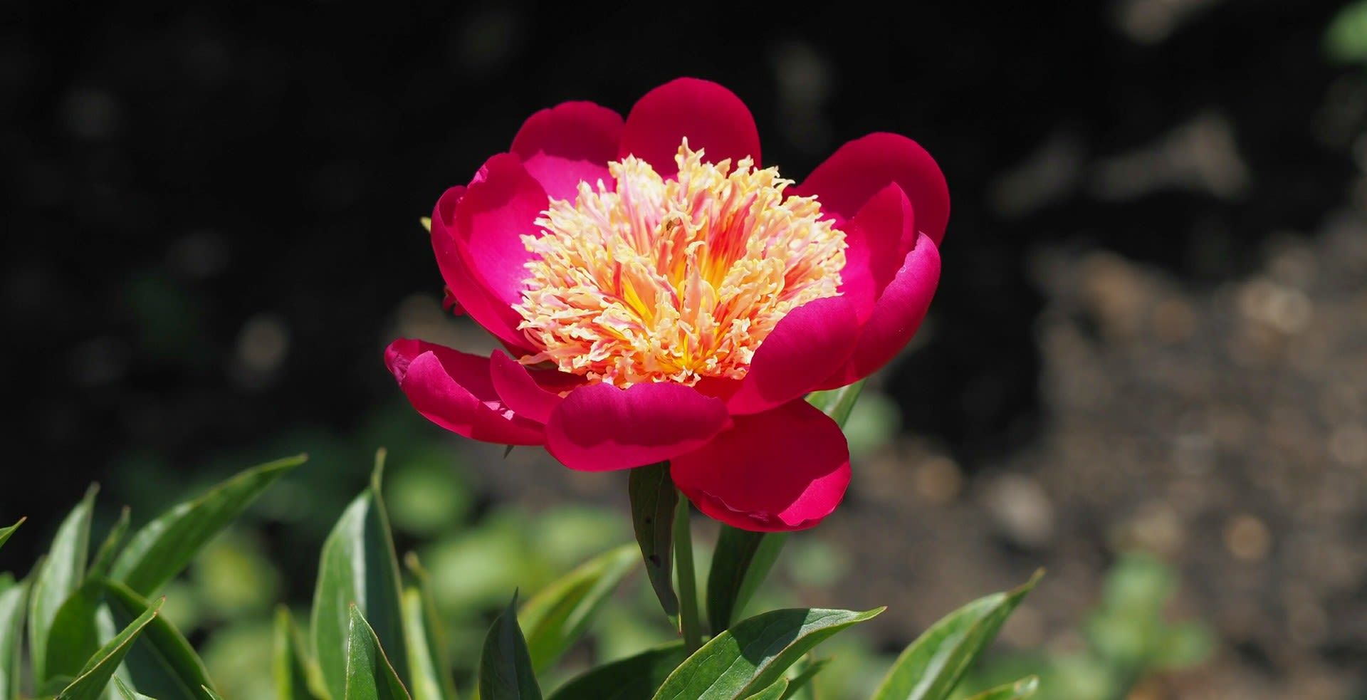 芍薬 夕映 45cm前後本 おまけ シャクヤク Www Billionboutique Lt