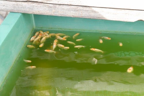 青水飼育での酸欠にご注意を Line 2 青水飼育での酸欠にご注意を Line 2