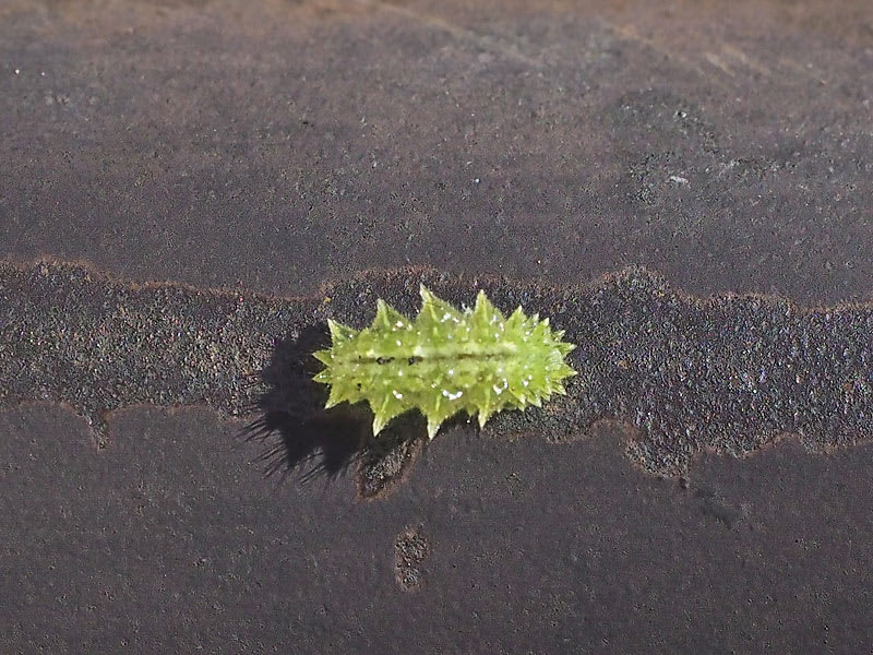 これは何だ 南大沢昆虫便り