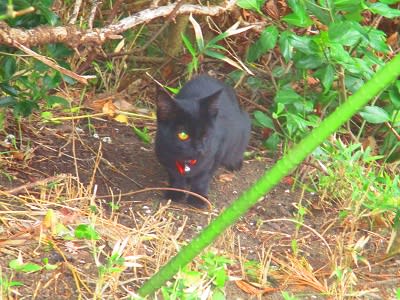 下津の野良猫 1418 首輪をした黒い子猫が餌場にやって来た 気まぐれな猫たち