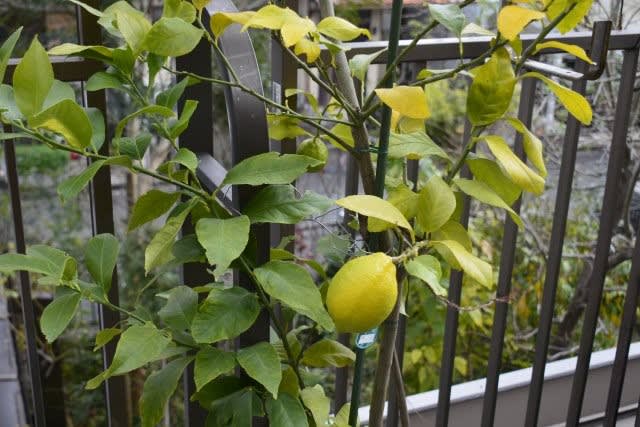 色づいたベランダのレモン 小さな庭とベランダ菜園の楽しみ I Enjoy Gardening And Growing Vegetables