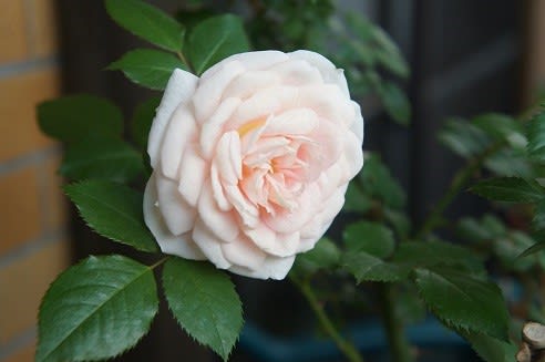 我が家の狭いベランダで咲く薔薇 世界に一つだけの姥花日記
