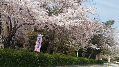 長久手古戦場公園でお花見 18 てのしごと ながくて風土