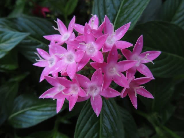 ピンクの五芒星の形がきれいなペンタス バタフライ ピンク 野の花 庭の花