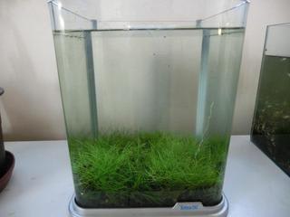 草原いえーーーーい 米子メダカへの道