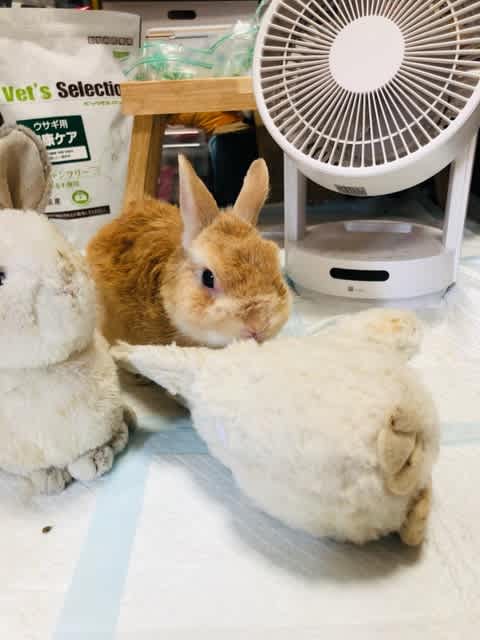 高関健 ✕ 東京シティ・フィルでスメタナ：連作交響詩「わが祖国