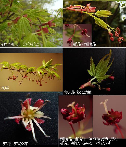 イロハモミジの赤い花 雄花と両性花 里山コスモスブログ