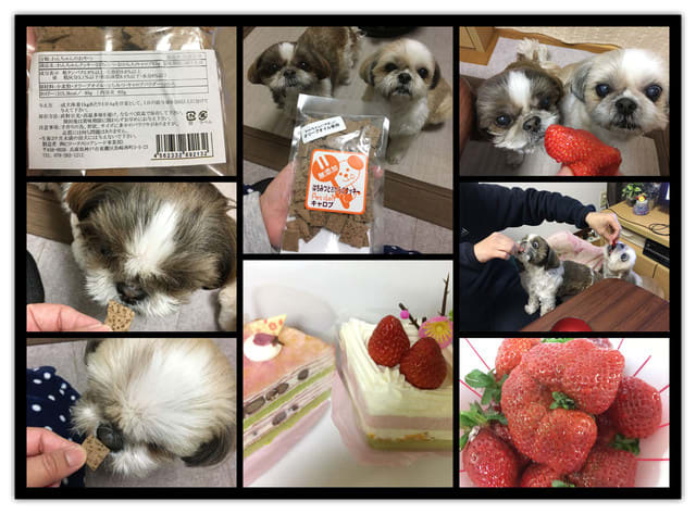 シーズー犬日和つきこはる